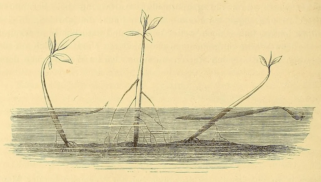 An illustration from Die Loango-Expedition ausgesandt von der Deutschen Gesellschaft zur Erforschung Aequatorial-Africas, 1873-1876 : ein Reisewerk in drei Abtheilungen, 1879, leaf 634