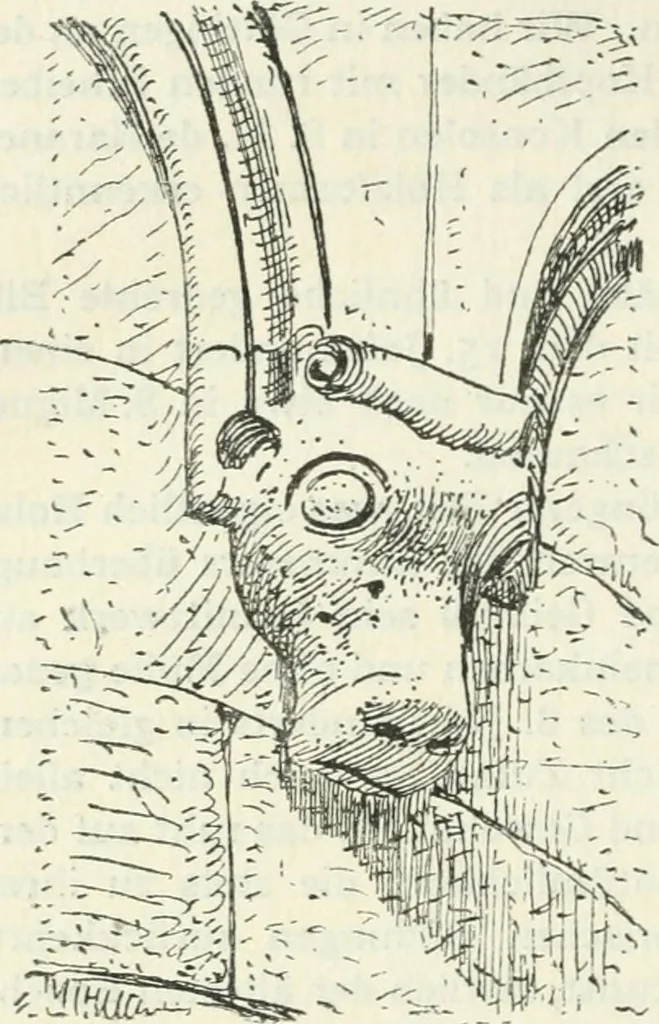 An illustration from Die älteste Kunst, insbesondere di Baukunst, der Germanen, 1909, leaf 384
