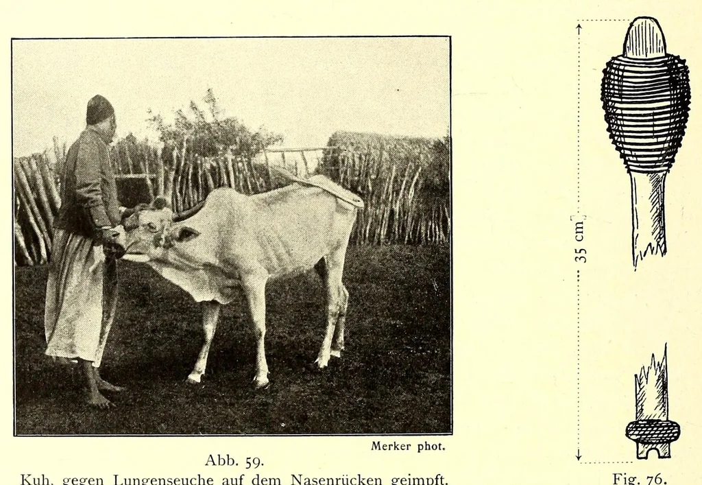 An illustration from Die Masai. Ethnographische Monographie eines ostafrikanischen Semitenvolkes, 1910, leaf 210