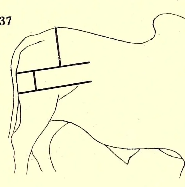 An illustration from Die Masai. Ethnographische Monographie eines ostafrikanischen Semitenvolkes, 1910, leaf 511
