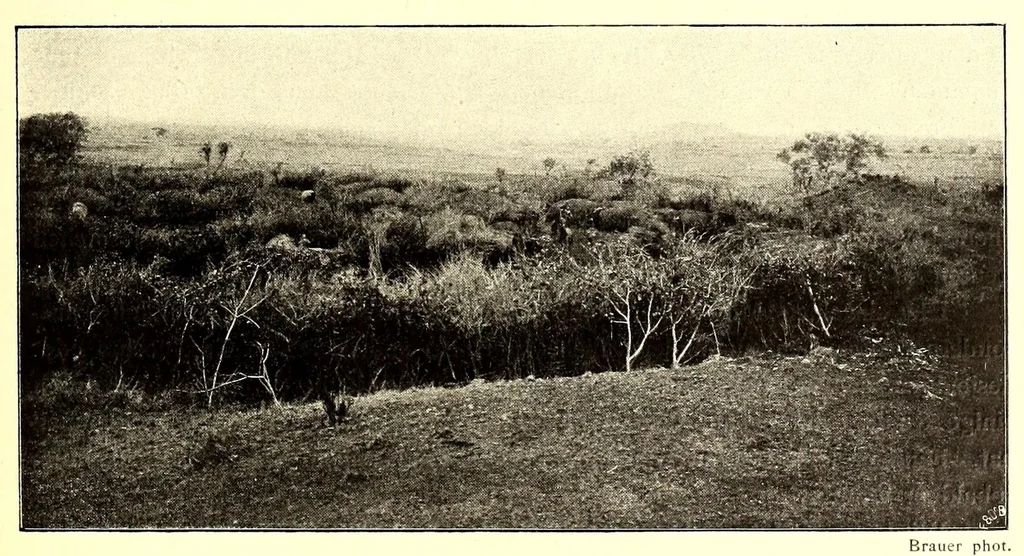 An illustration from Die Masai. Ethnographische Monographie eines ostafrikanischen Semitenvolkes, 1910, leaf 69