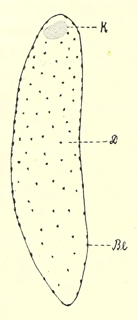 An illustration from Die Masken und Geheimbünde Afrikas, 1898, leaf 520