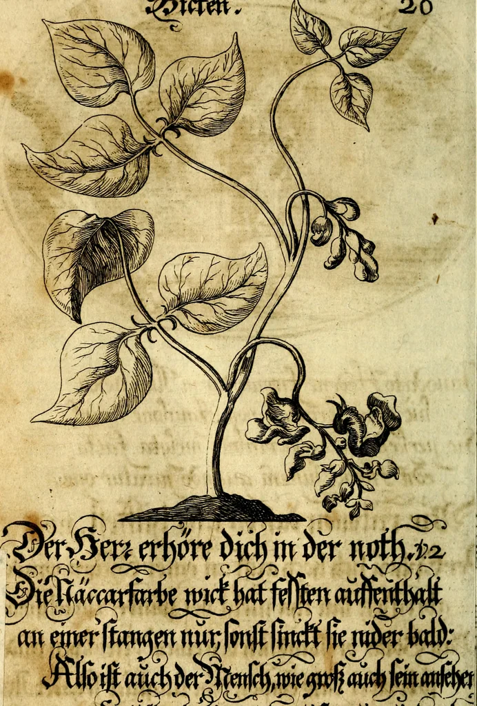 An illustration from Die mit teutschen Saiten überzogene, heilige Kron-Harffe, oder, Verfassung des gantzen Psalter Davids in teutsche Reim-Gebände : vermittelst sonderbarer darzu mit dem basso continuo, neu-verfertigter Kunst-Melodeyen ..., 1680, leaf 125