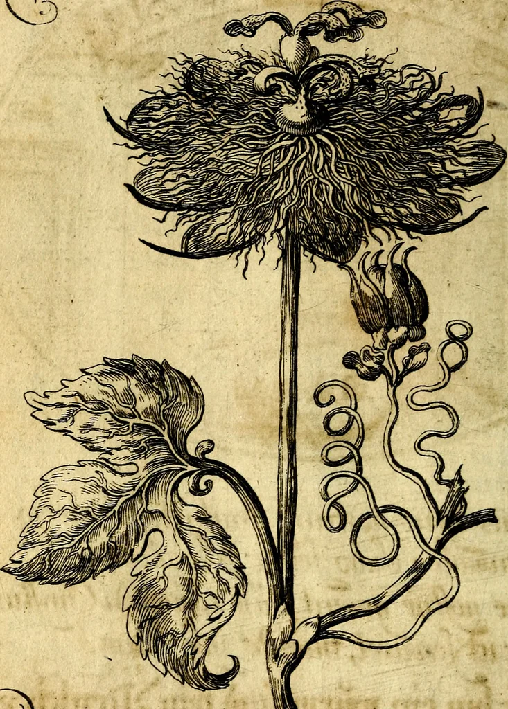 An illustration from Die mit teutschen Saiten überzogene, heilige Kron-Harffe, oder, Verfassung des gantzen Psalter Davids in teutsche Reim-Gebände : vermittelst sonderbarer darzu mit dem basso continuo, neu-verfertigter Kunst-Melodeyen ..., 1680, leaf 135