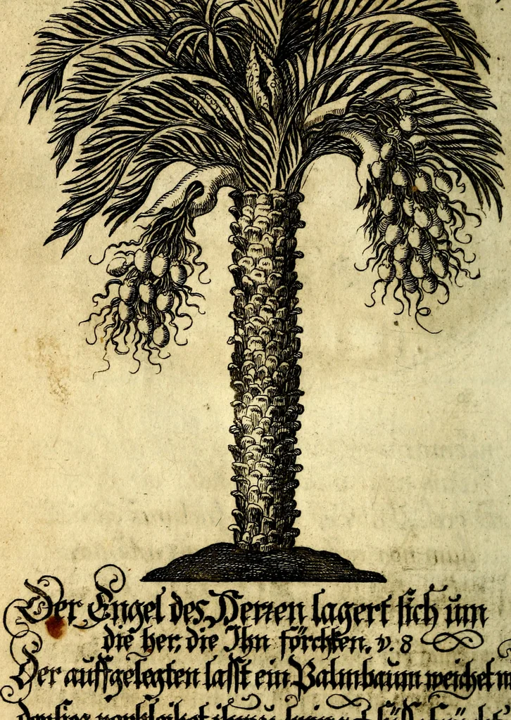 An illustration from Die mit teutschen Saiten überzogene, heilige Kron-Harffe, oder, Verfassung des gantzen Psalter Davids in teutsche Reim-Gebände : vermittelst sonderbarer darzu mit dem basso continuo, neu-verfertigter Kunst-Melodeyen ..., 1680, leaf 207