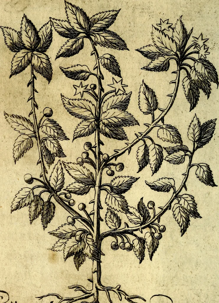 An illustration from Die mit teutschen Saiten überzogene, heilige Kron-Harffe, oder, Verfassung des gantzen Psalter Davids in teutsche Reim-Gebände : vermittelst sonderbarer darzu mit dem basso continuo, neu-verfertigter Kunst-Melodeyen ..., 1680, leaf 213