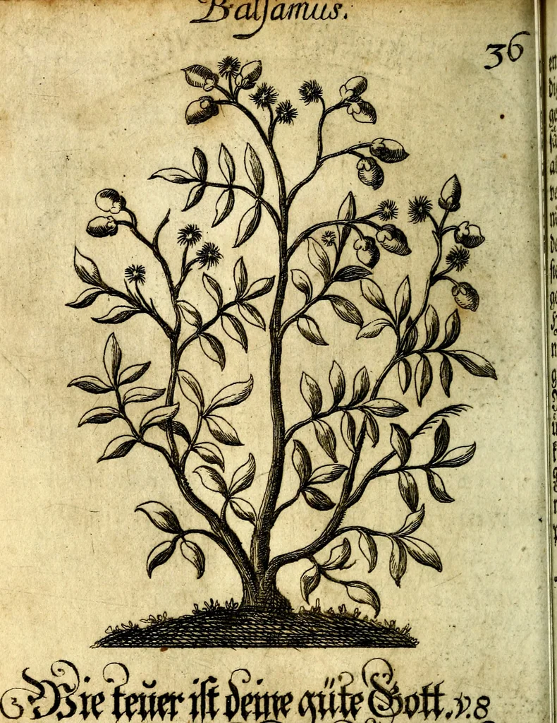 An illustration from Die mit teutschen Saiten überzogene, heilige Kron-Harffe, oder, Verfassung des gantzen Psalter Davids in teutsche Reim-Gebände : vermittelst sonderbarer darzu mit dem basso continuo, neu-verfertigter Kunst-Melodeyen ..., 1680, leaf 219