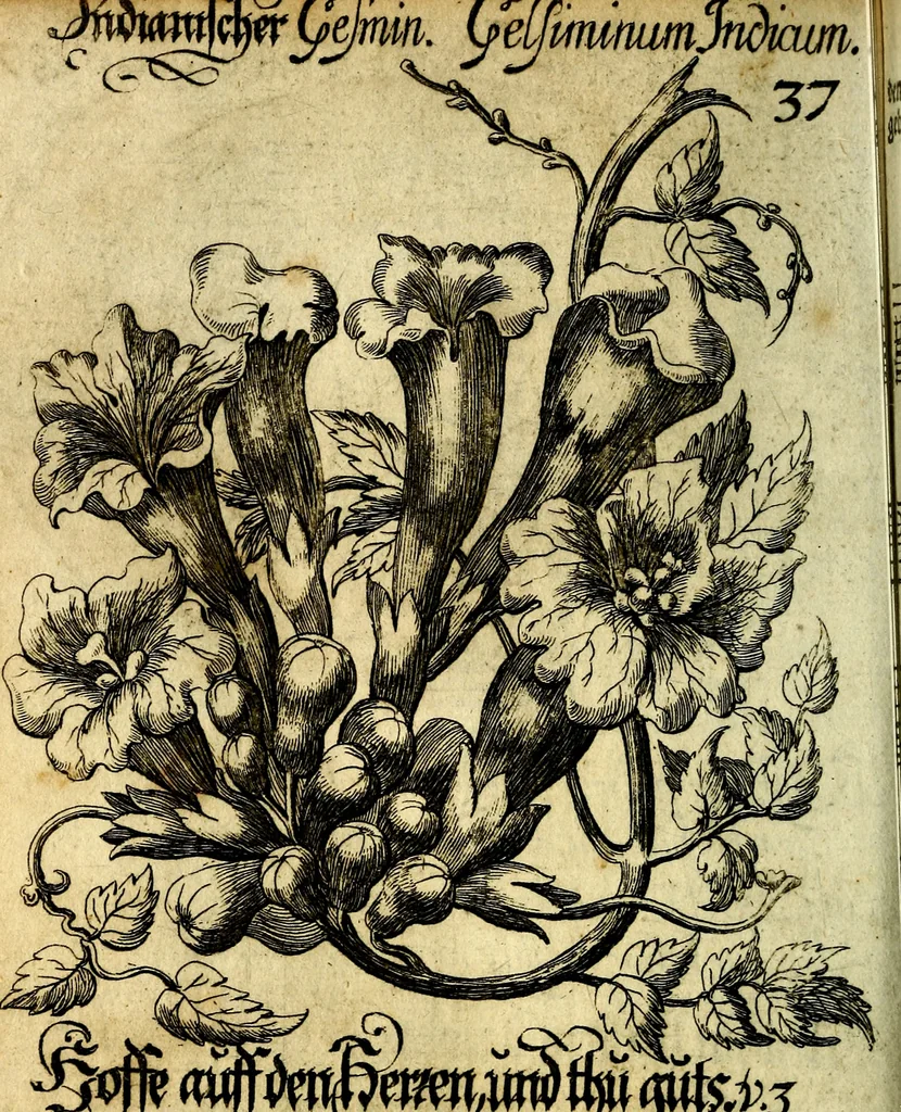 An illustration from Die mit teutschen Saiten überzogene, heilige Kron-Harffe, oder, Verfassung des gantzen Psalter Davids in teutsche Reim-Gebände : vermittelst sonderbarer darzu mit dem basso continuo, neu-verfertigter Kunst-Melodeyen ..., 1680, leaf 225