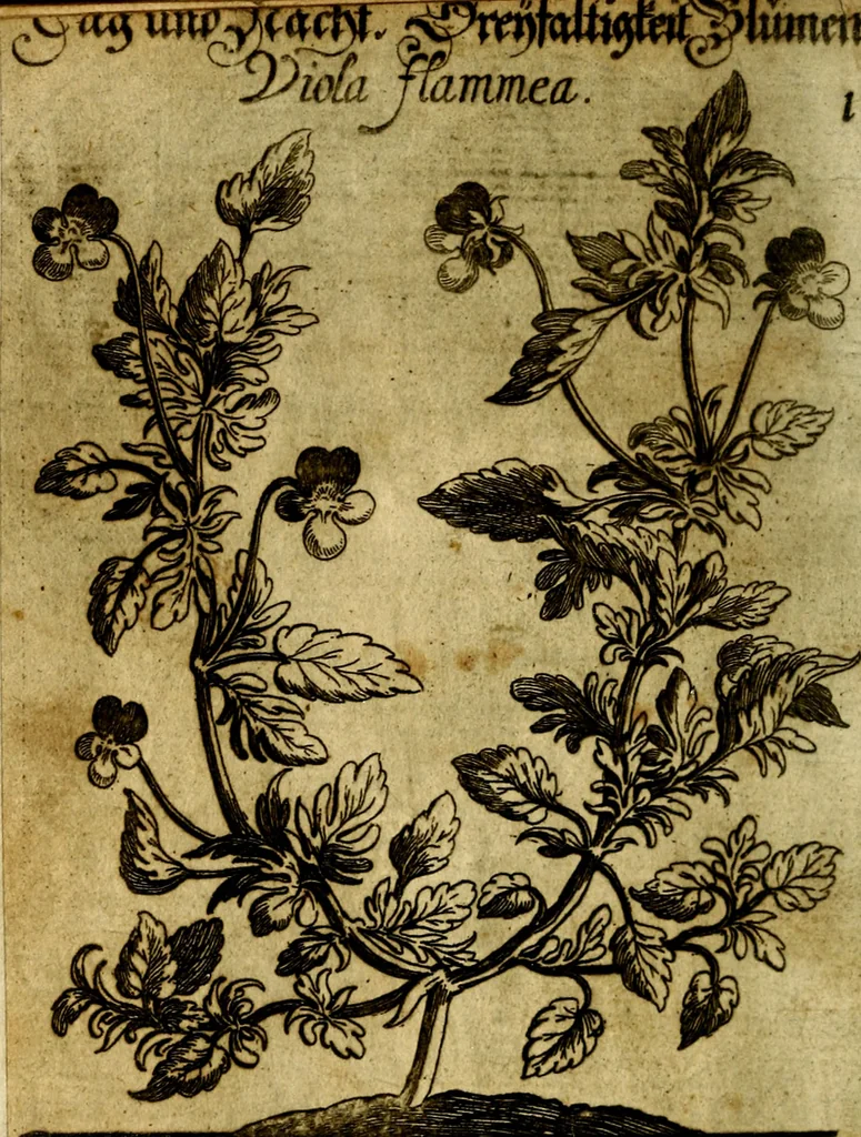 An illustration from Die mit teutschen Saiten überzogene, heilige Kron-Harffe, oder, Verfassung des gantzen Psalter Davids in teutsche Reim-Gebände : vermittelst sonderbarer darzu mit dem basso continuo, neu-verfertigter Kunst-Melodeyen ..., 1680, leaf 23