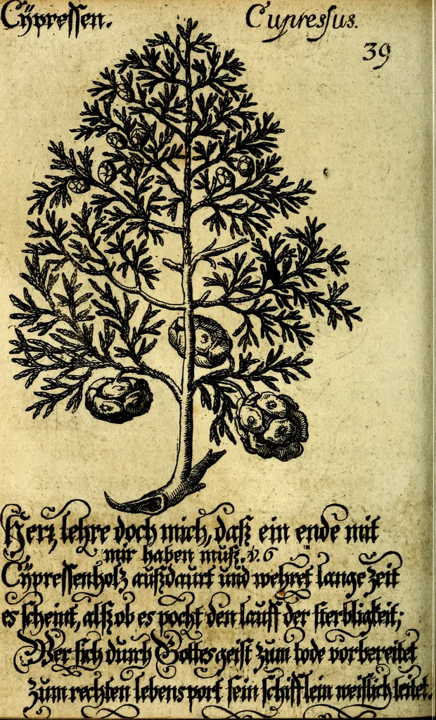An illustration from Die mit teutschen Saiten überzogene, heilige Kron-Harffe, oder, Verfassung des gantzen Psalter Davids in teutsche Reim-Gebände : vermittelst sonderbarer darzu mit dem basso continuo, neu-verfertigter Kunst-Melodeyen ..., 1680, leaf 239