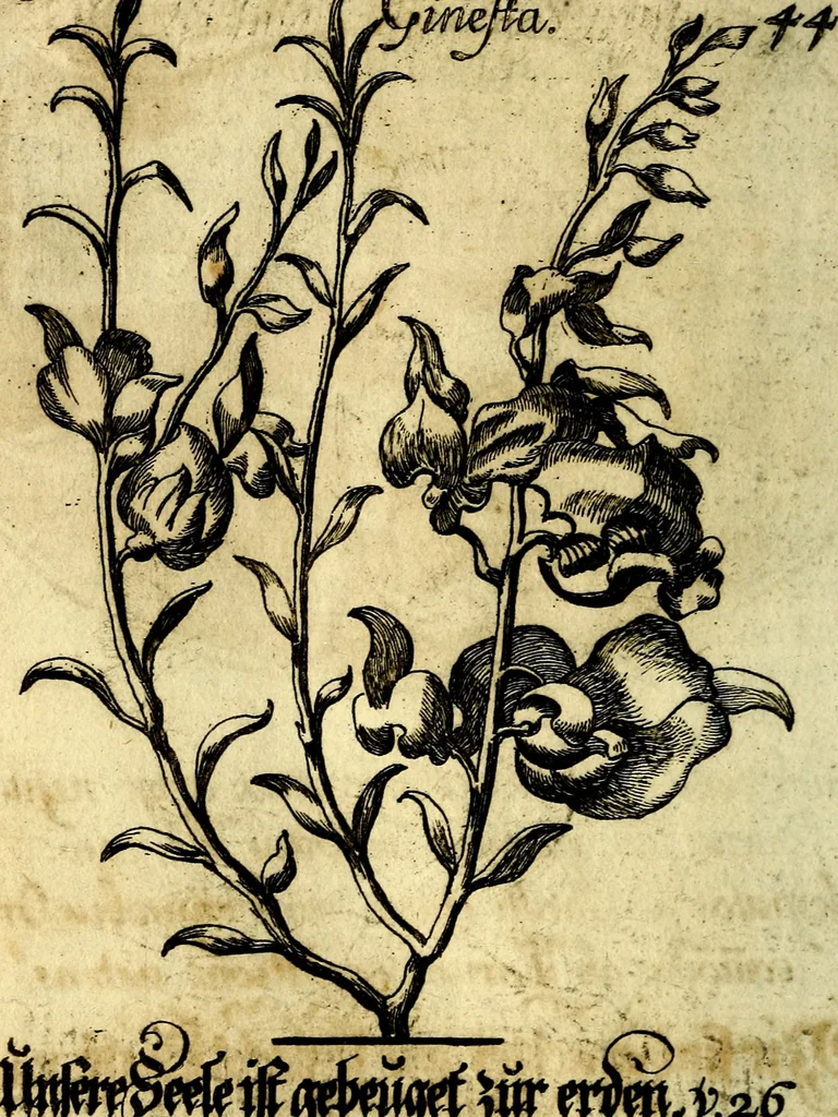 An illustration from Die mit teutschen Saiten überzogene, heilige Kron-Harffe, oder, Verfassung des gantzen Psalter Davids in teutsche Reim-Gebände : vermittelst sonderbarer darzu mit dem basso continuo, neu-verfertigter Kunst-Melodeyen ..., 1680, leaf 265