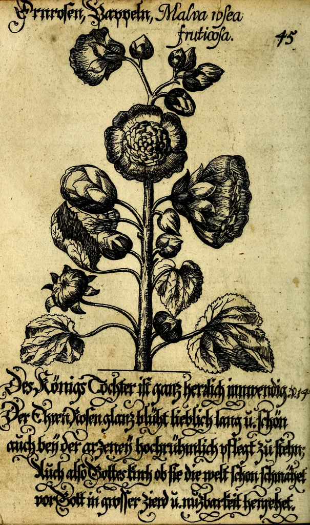 An illustration from Die mit teutschen Saiten überzogene, heilige Kron-Harffe, oder, Verfassung des gantzen Psalter Davids in teutsche Reim-Gebände : vermittelst sonderbarer darzu mit dem basso continuo, neu-verfertigter Kunst-Melodeyen ..., 1680, leaf 271
