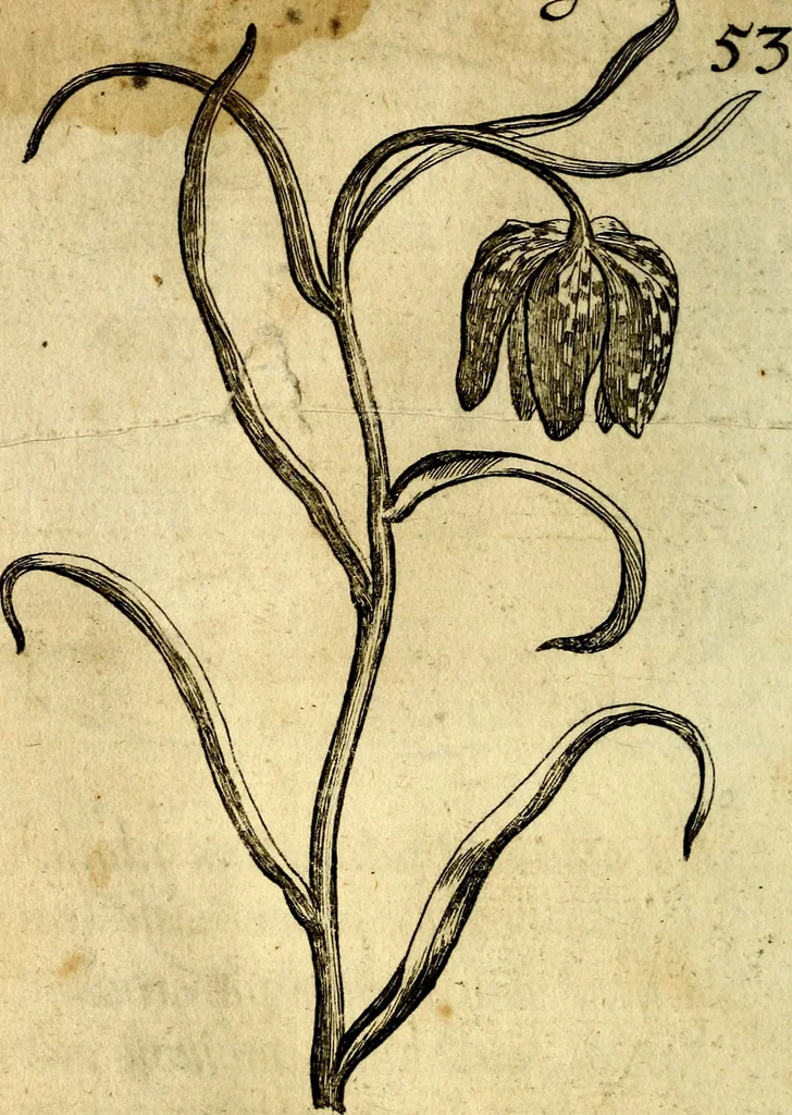 An illustration from Die mit teutschen Saiten überzogene, heilige Kron-Harffe, oder, Verfassung des gantzen Psalter Davids in teutsche Reim-Gebände : vermittelst sonderbarer darzu mit dem basso continuo, neu-verfertigter Kunst-Melodeyen ..., 1680, leaf 315