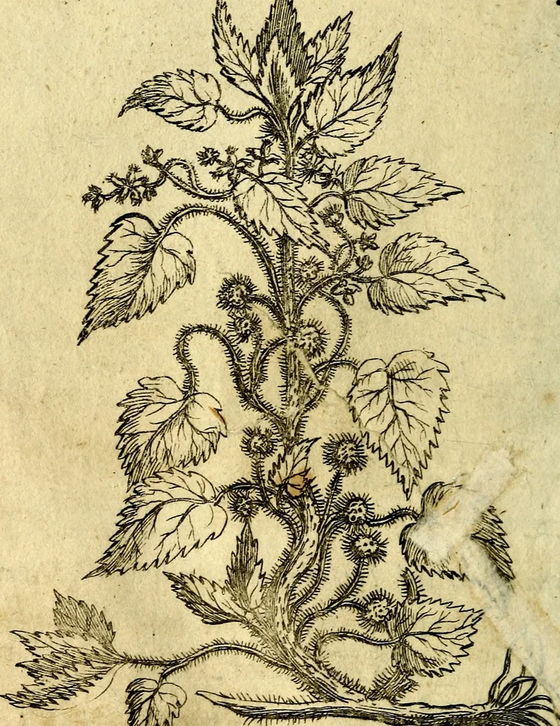 An illustration from Die mit teutschen Saiten überzogene, heilige Kron-Harffe, oder, Verfassung des gantzen Psalter Davids in teutsche Reim-Gebände : vermittelst sonderbarer darzu mit dem basso continuo, neu-verfertigter Kunst-Melodeyen ..., 1680, leaf 325