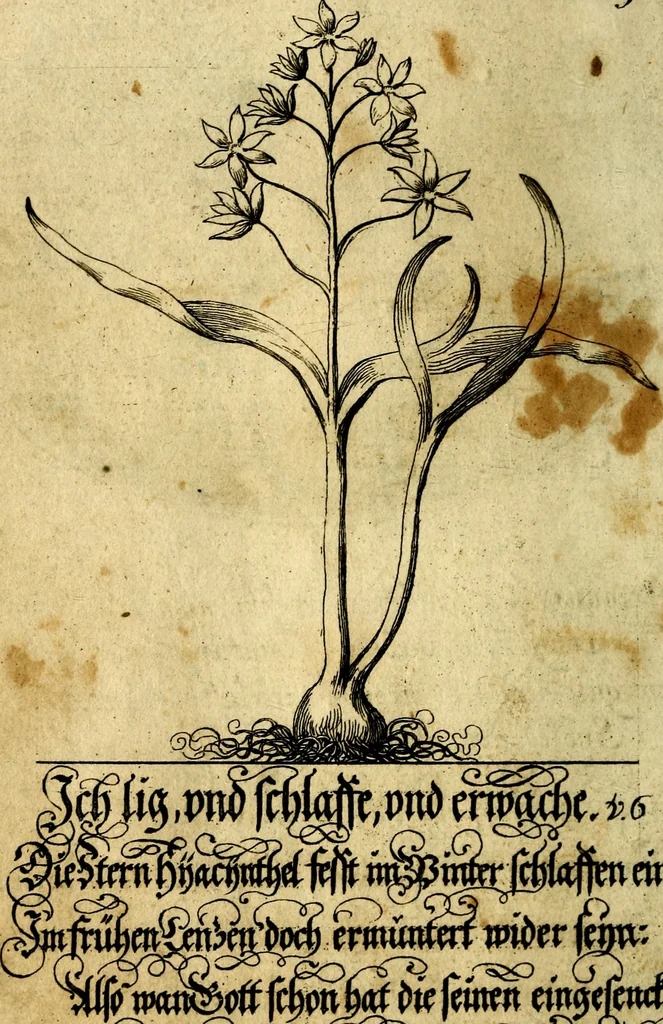 An illustration from Die mit teutschen Saiten überzogene, heilige Kron-Harffe, oder, Verfassung des gantzen Psalter Davids in teutsche Reim-Gebände : vermittelst sonderbarer darzu mit dem basso continuo, neu-verfertigter Kunst-Melodeyen ..., 1680, leaf 33