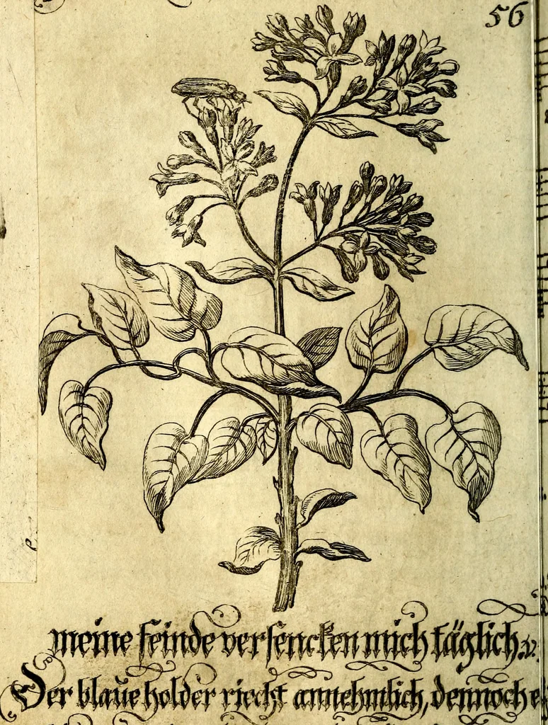 An illustration from Die mit teutschen Saiten überzogene, heilige Kron-Harffe, oder, Verfassung des gantzen Psalter Davids in teutsche Reim-Gebände : vermittelst sonderbarer darzu mit dem basso continuo, neu-verfertigter Kunst-Melodeyen ..., 1680, leaf 331