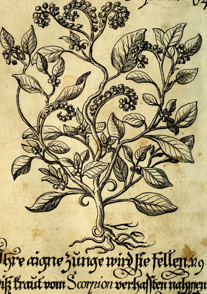 An illustration from Die mit teutschen Saiten überzogene, heilige Kron-Harffe, oder, Verfassung des gantzen Psalter Davids in teutsche Reim-Gebände : vermittelst sonderbarer darzu mit dem basso continuo, neu-verfertigter Kunst-Melodeyen ..., 1680, leaf 371