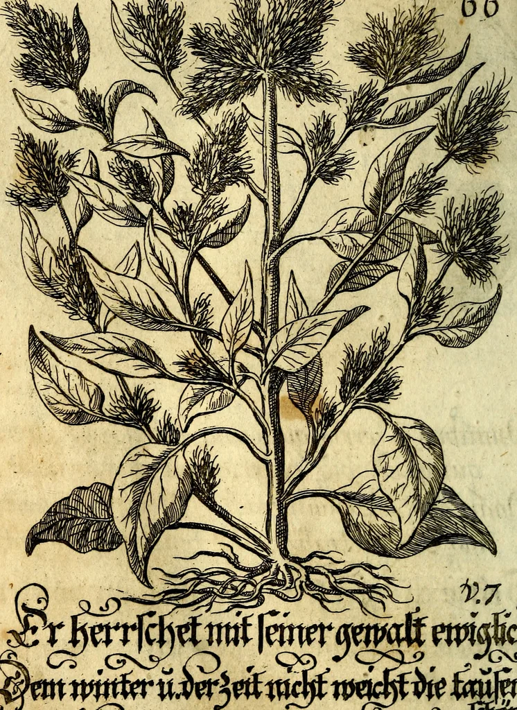 An illustration from Die mit teutschen Saiten überzogene, heilige Kron-Harffe, oder, Verfassung des gantzen Psalter Davids in teutsche Reim-Gebände : vermittelst sonderbarer darzu mit dem basso continuo, neu-verfertigter Kunst-Melodeyen ..., 1680, leaf 381