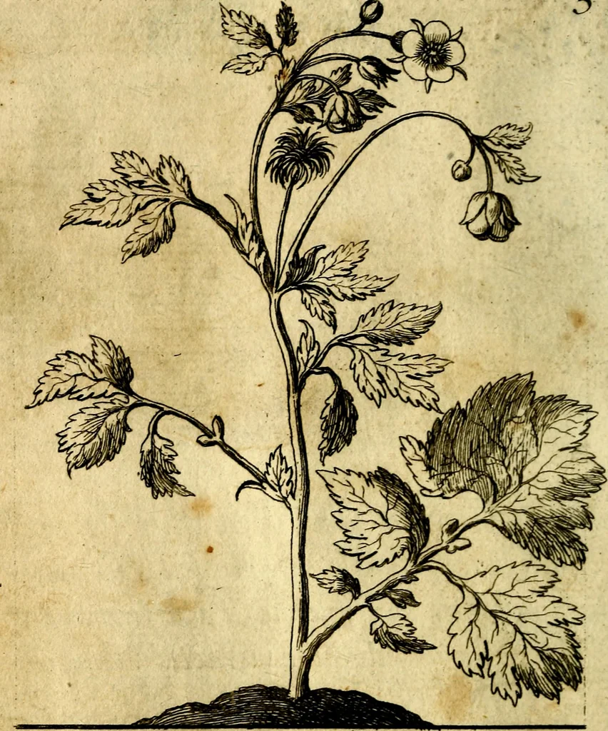 An illustration from Die mit teutschen Saiten überzogene, heilige Kron-Harffe, oder, Verfassung des gantzen Psalter Davids in teutsche Reim-Gebände : vermittelst sonderbarer darzu mit dem basso continuo, neu-verfertigter Kunst-Melodeyen ..., 1680, leaf 43