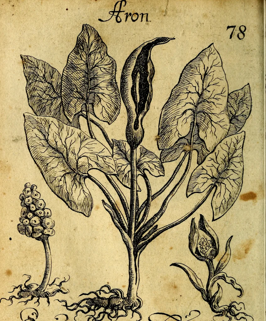 An illustration from Die mit teutschen Saiten überzogene, heilige Kron-Harffe, oder, Verfassung des gantzen Psalter Davids in teutsche Reim-Gebände : vermittelst sonderbarer darzu mit dem basso continuo, neu-verfertigter Kunst-Melodeyen ..., 1680, leaf 449