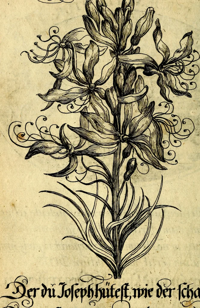 An illustration from Die mit teutschen Saiten überzogene, heilige Kron-Harffe, oder, Verfassung des gantzen Psalter Davids in teutsche Reim-Gebände : vermittelst sonderbarer darzu mit dem basso continuo, neu-verfertigter Kunst-Melodeyen ..., 1680, leaf 463