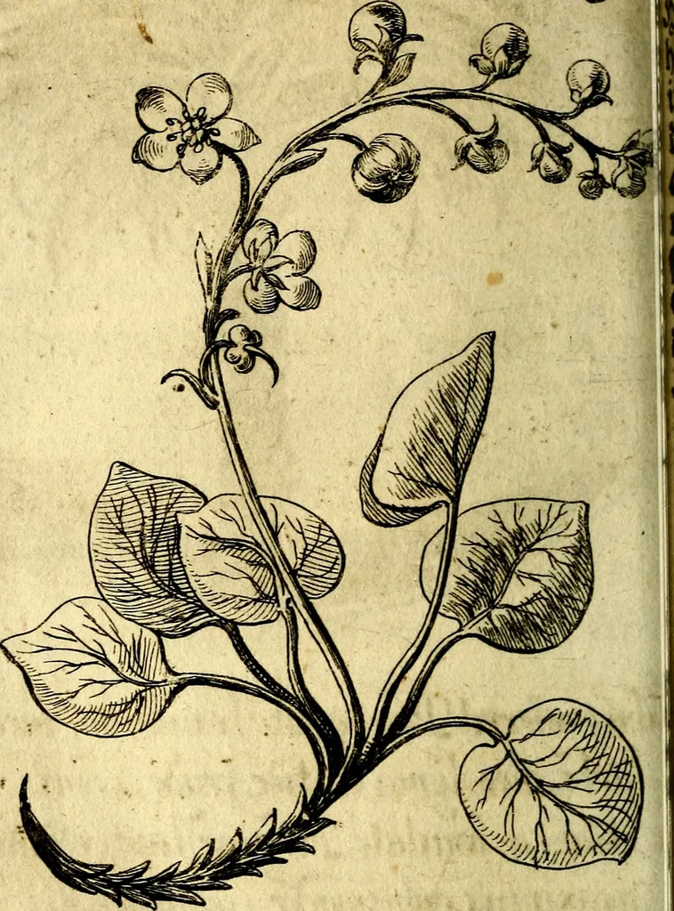 An illustration from Die mit teutschen Saiten überzogene, heilige Kron-Harffe, oder, Verfassung des gantzen Psalter Davids in teutsche Reim-Gebände : vermittelst sonderbarer darzu mit dem basso continuo, neu-verfertigter Kunst-Melodeyen ..., 1680, leaf 525