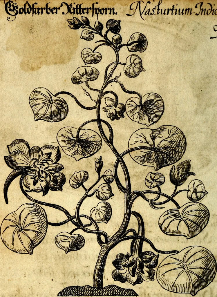 An illustration from Die mit teutschen Saiten überzogene, heilige Kron-Harffe, oder, Verfassung des gantzen Psalter Davids in teutsche Reim-Gebände : vermittelst sonderbarer darzu mit dem basso continuo, neu-verfertigter Kunst-Melodeyen ..., 1680, leaf 531