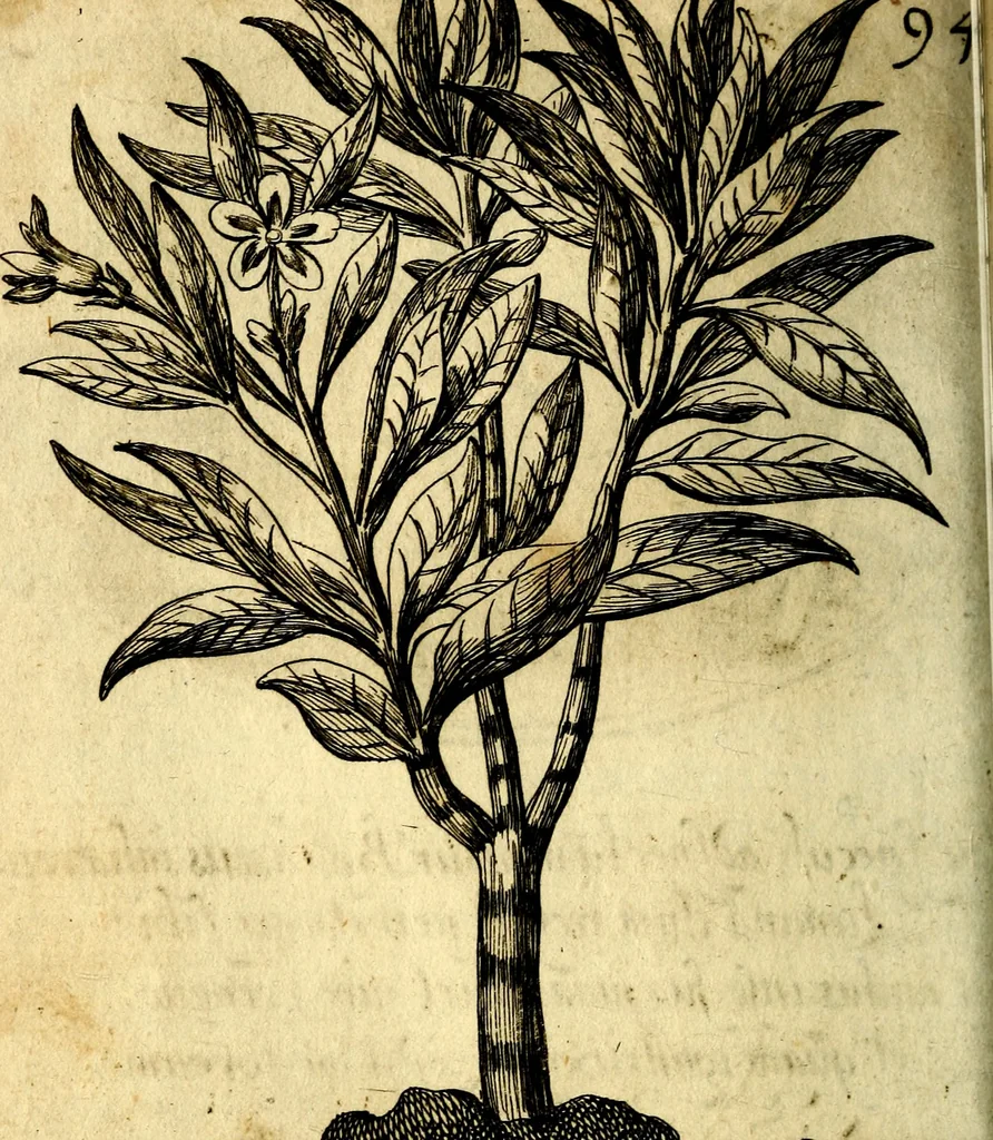 An illustration from Die mit teutschen Saiten überzogene, heilige Kron-Harffe, oder, Verfassung des gantzen Psalter Davids in teutsche Reim-Gebände : vermittelst sonderbarer darzu mit dem basso continuo, neu-verfertigter Kunst-Melodeyen ..., 1680, leaf 535