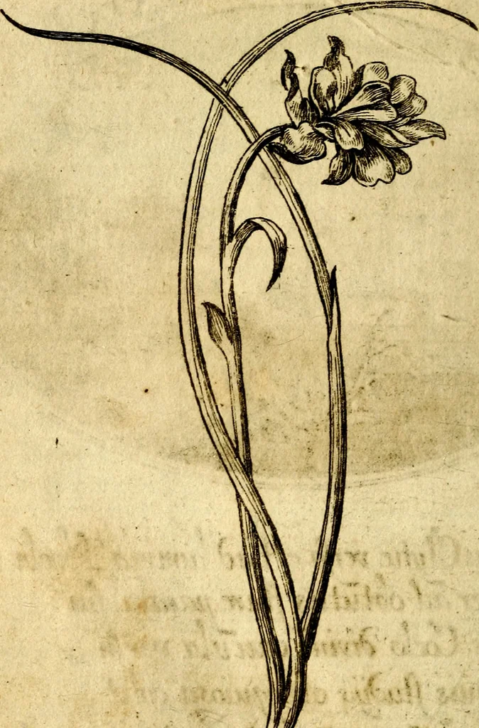 An illustration from Die mit teutschen Saiten überzogene, heilige Kron-Harffe, oder, Verfassung des gantzen Psalter Davids in teutsche Reim-Gebände : vermittelst sonderbarer darzu mit dem basso continuo, neu-verfertigter Kunst-Melodeyen ..., 1680, leaf 541