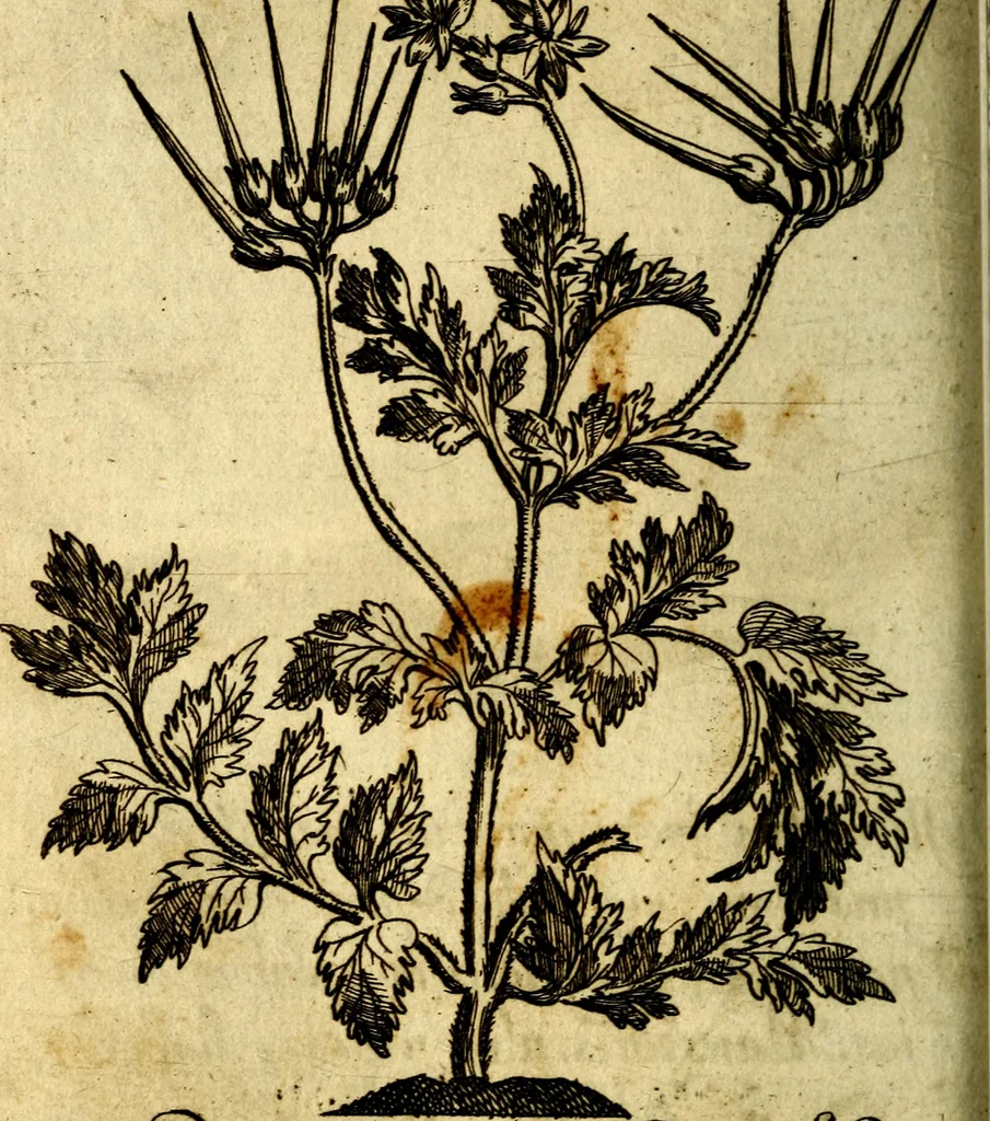 An illustration from Die mit teutschen Saiten überzogene, heilige Kron-Harffe, oder, Verfassung des gantzen Psalter Davids in teutsche Reim-Gebände : vermittelst sonderbarer darzu mit dem basso continuo, neu-verfertigter Kunst-Melodeyen ..., 1680, leaf 545
