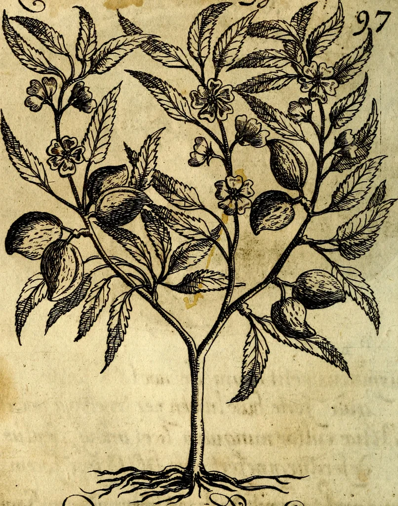 An illustration from Die mit teutschen Saiten überzogene, heilige Kron-Harffe, oder, Verfassung des gantzen Psalter Davids in teutsche Reim-Gebände : vermittelst sonderbarer darzu mit dem basso continuo, neu-verfertigter Kunst-Melodeyen ..., 1680, leaf 551