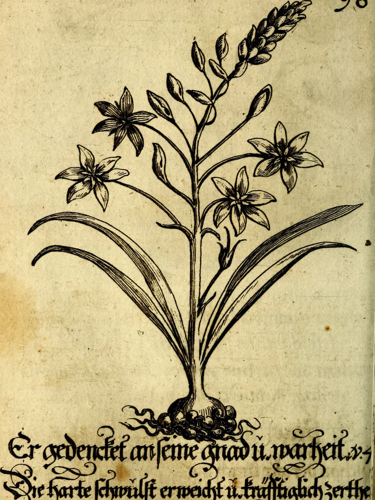 An illustration from Die mit teutschen Saiten überzogene, heilige Kron-Harffe, oder, Verfassung des gantzen Psalter Davids in teutsche Reim-Gebände : vermittelst sonderbarer darzu mit dem basso continuo, neu-verfertigter Kunst-Melodeyen ..., 1680, leaf 555