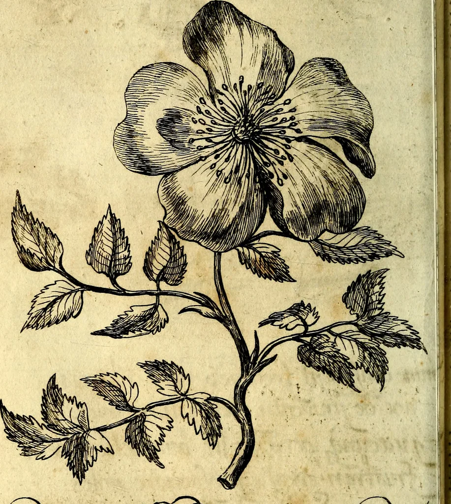 An illustration from Die mit teutschen Saiten überzogene, heilige Kron-Harffe, oder, Verfassung des gantzen Psalter Davids in teutsche Reim-Gebände : vermittelst sonderbarer darzu mit dem basso continuo, neu-verfertigter Kunst-Melodeyen ..., 1680, leaf 565