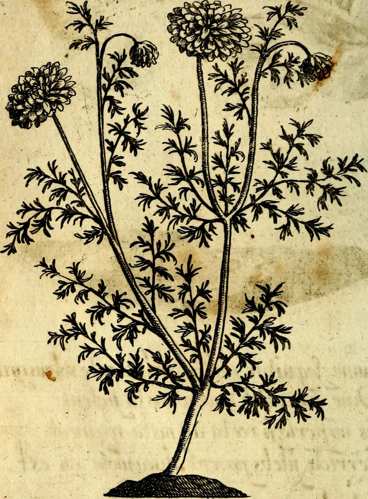 An illustration from Die mit teutschen Saiten überzogene, heilige Kron-Harffe, oder, Verfassung des gantzen Psalter Davids in teutsche Reim-Gebände : vermittelst sonderbarer darzu mit dem basso continuo, neu-verfertigter Kunst-Melodeyen ..., 1680, leaf 569