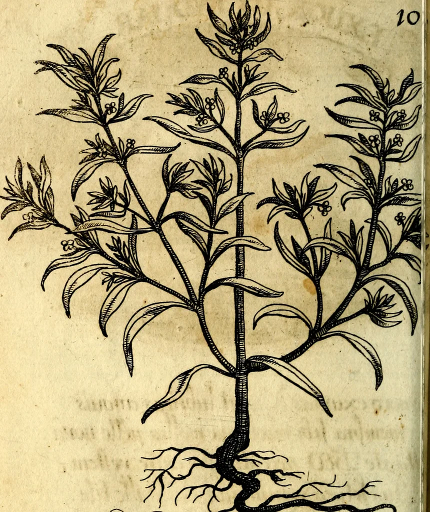 An illustration from Die mit teutschen Saiten überzogene, heilige Kron-Harffe, oder, Verfassung des gantzen Psalter Davids in teutsche Reim-Gebände : vermittelst sonderbarer darzu mit dem basso continuo, neu-verfertigter Kunst-Melodeyen ..., 1680, leaf 575