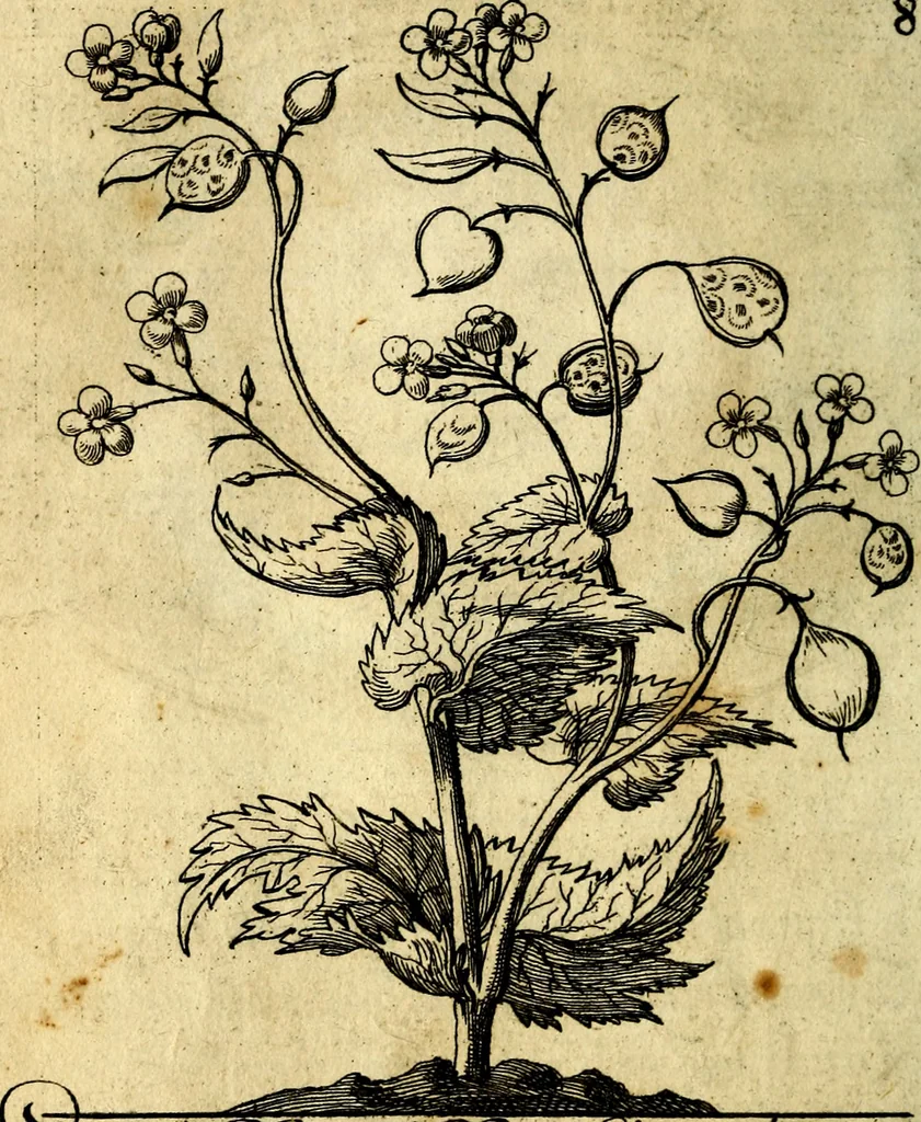 An illustration from Die mit teutschen Saiten überzogene, heilige Kron-Harffe, oder, Verfassung des gantzen Psalter Davids in teutsche Reim-Gebände : vermittelst sonderbarer darzu mit dem basso continuo, neu-verfertigter Kunst-Melodeyen ..., 1680, leaf 59