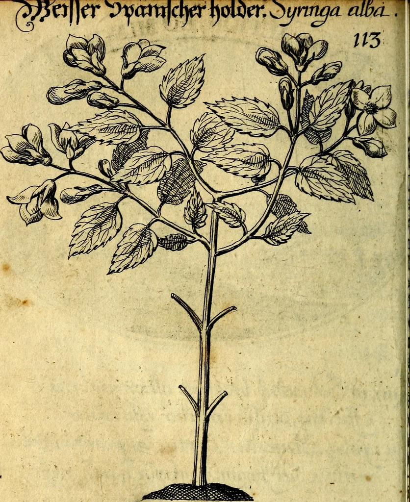 An illustration from Die mit teutschen Saiten überzogene, heilige Kron-Harffe, oder, Verfassung des gantzen Psalter Davids in teutsche Reim-Gebände : vermittelst sonderbarer darzu mit dem basso continuo, neu-verfertigter Kunst-Melodeyen ..., 1680, leaf 641
