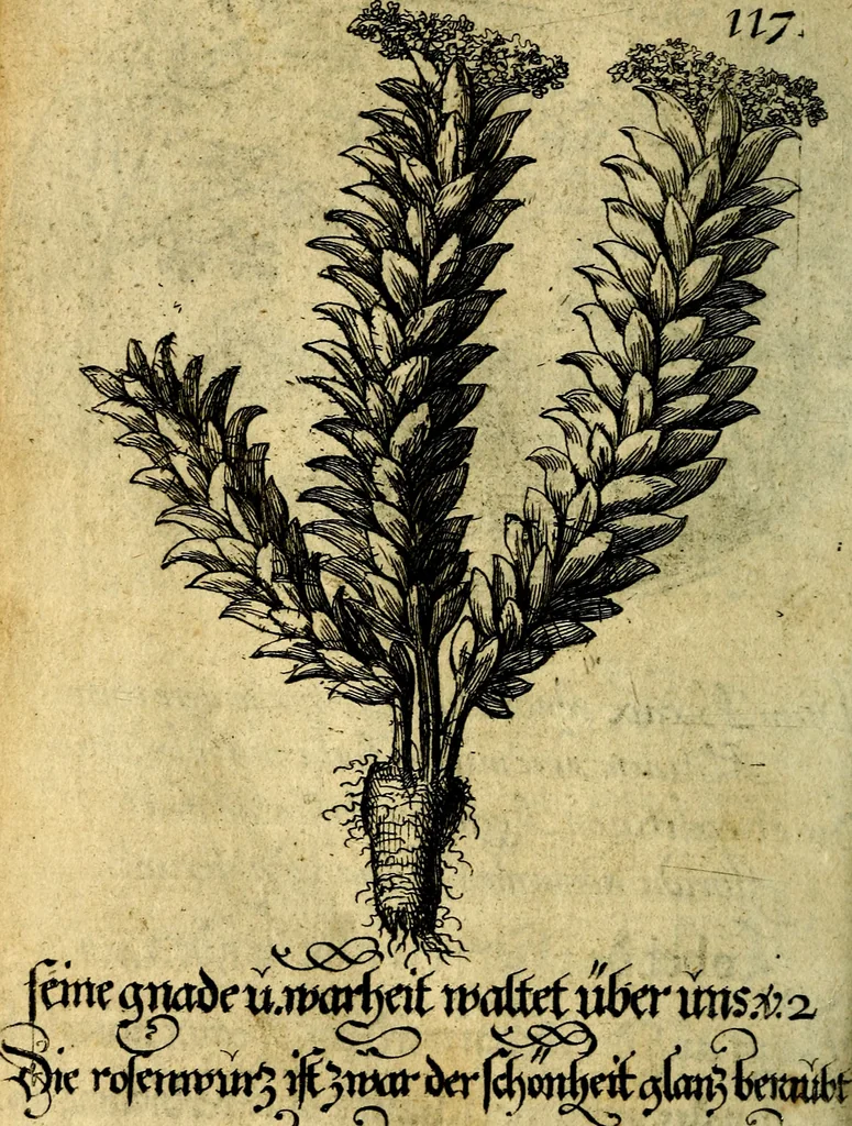 An illustration from Die mit teutschen Saiten überzogene, heilige Kron-Harffe, oder, Verfassung des gantzen Psalter Davids in teutsche Reim-Gebände : vermittelst sonderbarer darzu mit dem basso continuo, neu-verfertigter Kunst-Melodeyen ..., 1680, leaf 665
