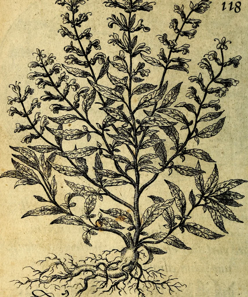An illustration from Die mit teutschen Saiten überzogene, heilige Kron-Harffe, oder, Verfassung des gantzen Psalter Davids in teutsche Reim-Gebände : vermittelst sonderbarer darzu mit dem basso continuo, neu-verfertigter Kunst-Melodeyen ..., 1680, leaf 669