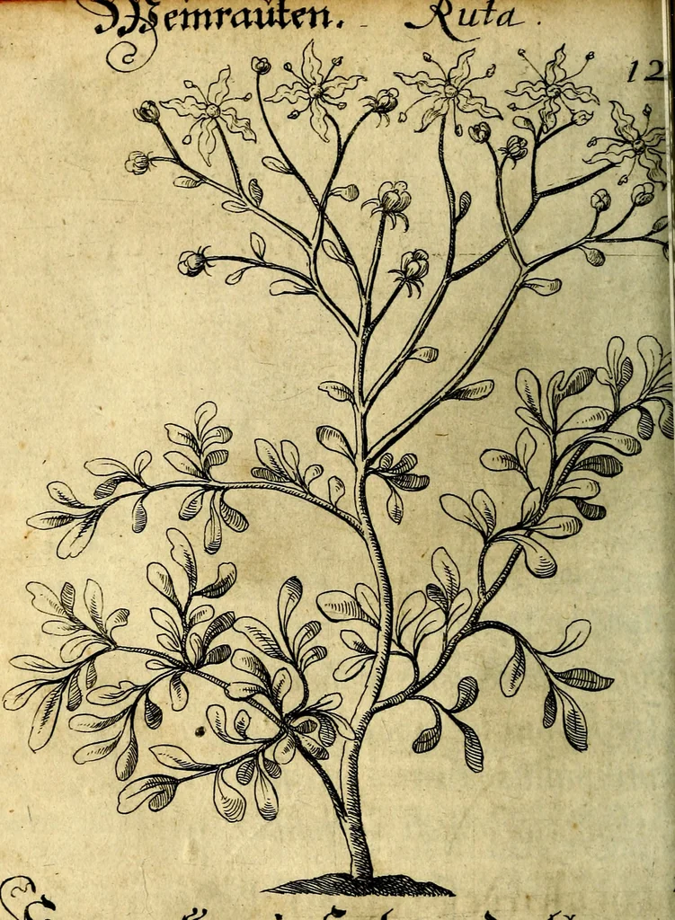 An illustration from Die mit teutschen Saiten überzogene, heilige Kron-Harffe, oder, Verfassung des gantzen Psalter Davids in teutsche Reim-Gebände : vermittelst sonderbarer darzu mit dem basso continuo, neu-verfertigter Kunst-Melodeyen ..., 1680, leaf 689