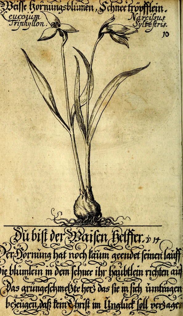 An illustration from Die mit teutschen Saiten überzogene, heilige Kron-Harffe, oder, Verfassung des gantzen Psalter Davids in teutsche Reim-Gebände : vermittelst sonderbarer darzu mit dem basso continuo, neu-verfertigter Kunst-Melodeyen ..., 1680, leaf 69
