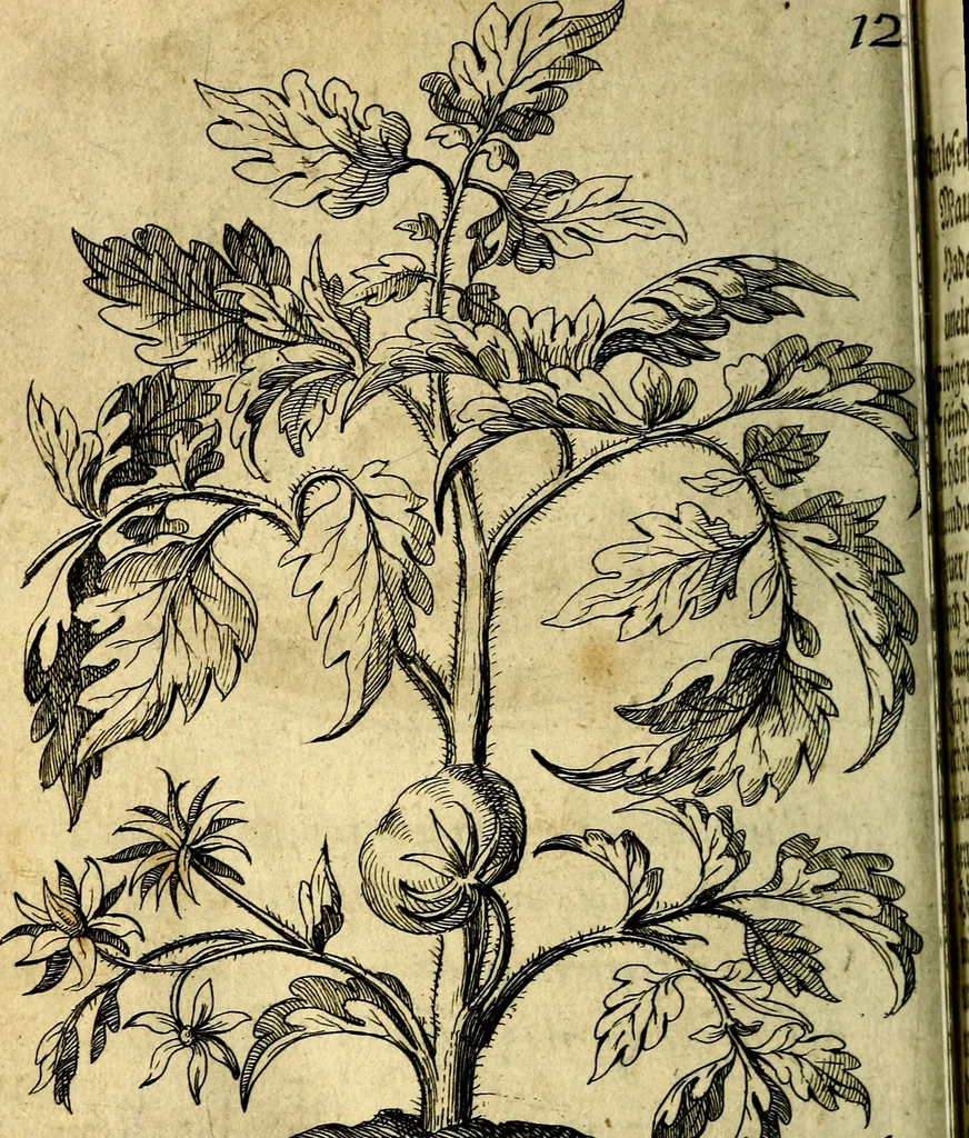 An illustration from Die mit teutschen Saiten überzogene, heilige Kron-Harffe, oder, Verfassung des gantzen Psalter Davids in teutsche Reim-Gebände : vermittelst sonderbarer darzu mit dem basso continuo, neu-verfertigter Kunst-Melodeyen ..., 1680, leaf 693