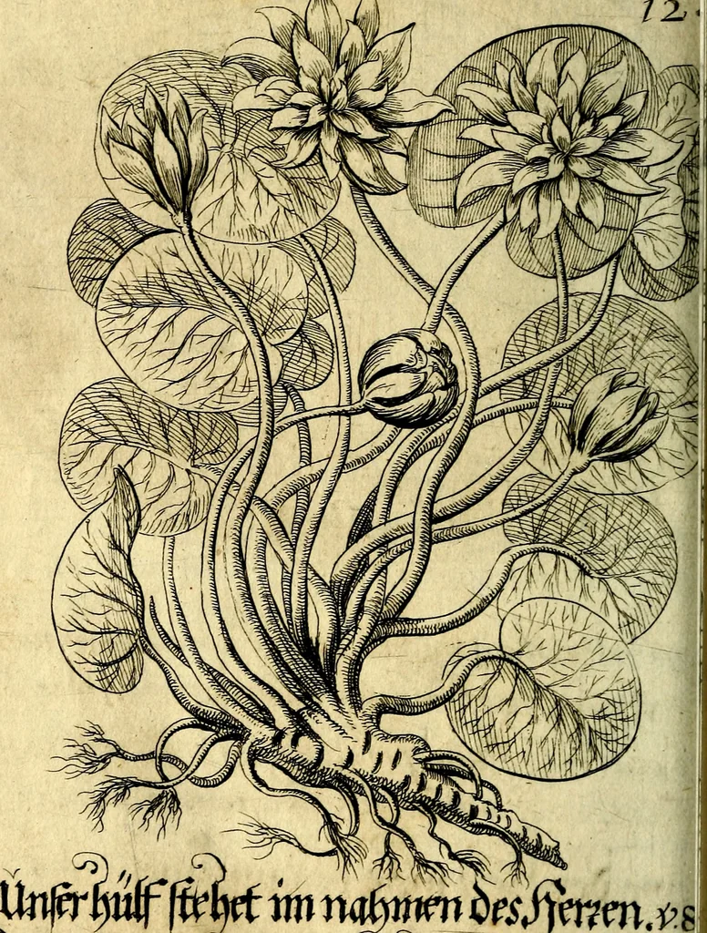 An illustration from Die mit teutschen Saiten überzogene, heilige Kron-Harffe, oder, Verfassung des gantzen Psalter Davids in teutsche Reim-Gebände : vermittelst sonderbarer darzu mit dem basso continuo, neu-verfertigter Kunst-Melodeyen ..., 1680, leaf 707