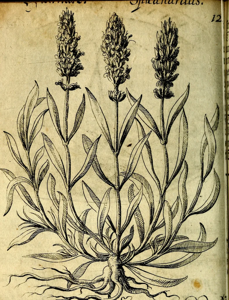 An illustration from Die mit teutschen Saiten überzogene, heilige Kron-Harffe, oder, Verfassung des gantzen Psalter Davids in teutsche Reim-Gebände : vermittelst sonderbarer darzu mit dem basso continuo, neu-verfertigter Kunst-Melodeyen ..., 1680, leaf 711