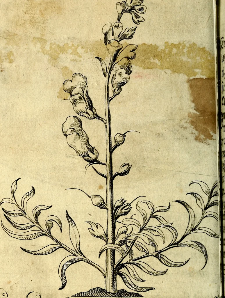 An illustration from Die mit teutschen Saiten überzogene, heilige Kron-Harffe, oder, Verfassung des gantzen Psalter Davids in teutsche Reim-Gebände : vermittelst sonderbarer darzu mit dem basso continuo, neu-verfertigter Kunst-Melodeyen ..., 1680, leaf 715