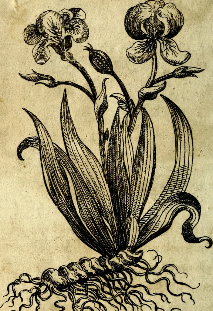 An illustration from Die mit teutschen Saiten überzogene, heilige Kron-Harffe, oder, Verfassung des gantzen Psalter Davids in teutsche Reim-Gebände : vermittelst sonderbarer darzu mit dem basso continuo, neu-verfertigter Kunst-Melodeyen ..., 1680, leaf 729