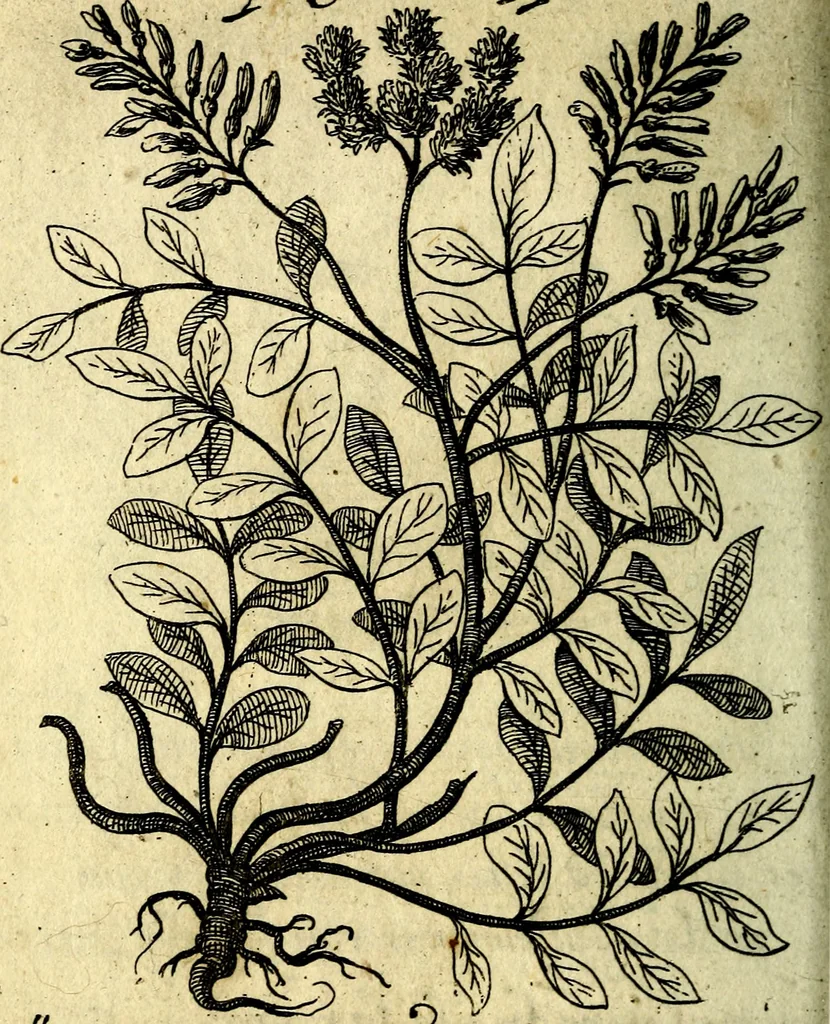 An illustration from Die mit teutschen Saiten überzogene, heilige Kron-Harffe, oder, Verfassung des gantzen Psalter Davids in teutsche Reim-Gebände : vermittelst sonderbarer darzu mit dem basso continuo, neu-verfertigter Kunst-Melodeyen ..., 1680, leaf 743