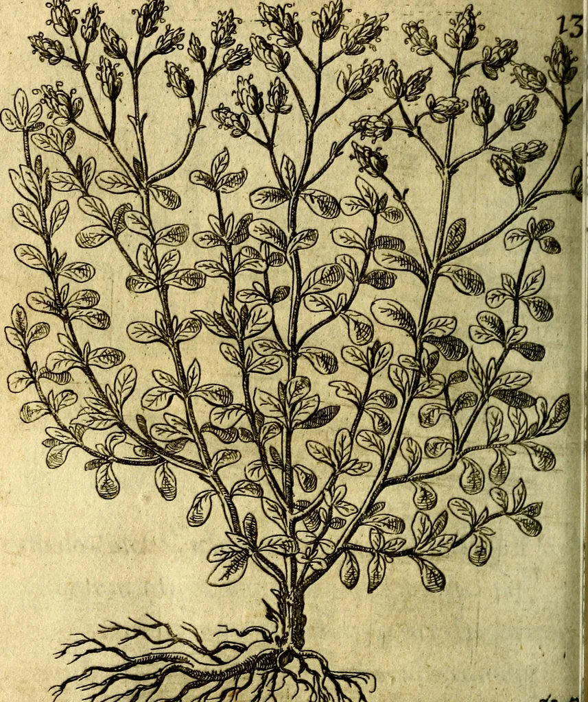 An illustration from Die mit teutschen Saiten überzogene, heilige Kron-Harffe, oder, Verfassung des gantzen Psalter Davids in teutsche Reim-Gebände : vermittelst sonderbarer darzu mit dem basso continuo, neu-verfertigter Kunst-Melodeyen ..., 1680, leaf 755