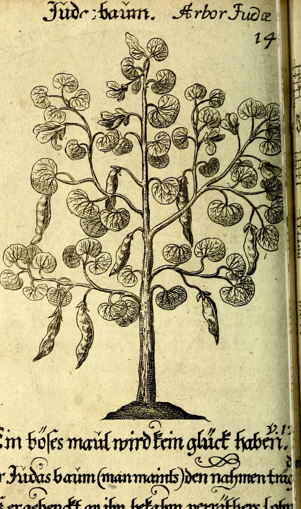 An illustration from Die mit teutschen Saiten überzogene, heilige Kron-Harffe, oder, Verfassung des gantzen Psalter Davids in teutsche Reim-Gebände : vermittelst sonderbarer darzu mit dem basso continuo, neu-verfertigter Kunst-Melodeyen ..., 1680, leaf 781