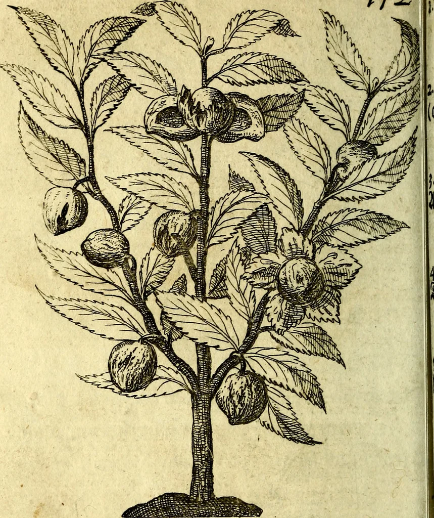 An illustration from Die mit teutschen Saiten überzogene, heilige Kron-Harffe, oder, Verfassung des gantzen Psalter Davids in teutsche Reim-Gebände : vermittelst sonderbarer darzu mit dem basso continuo, neu-verfertigter Kunst-Melodeyen ..., 1680, leaf 791